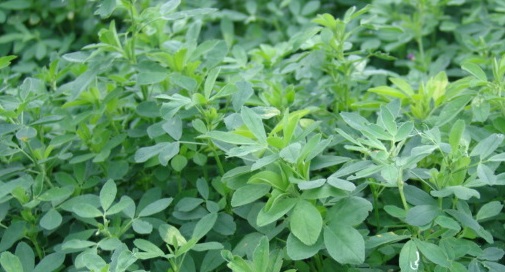 a close-up of some green leaves